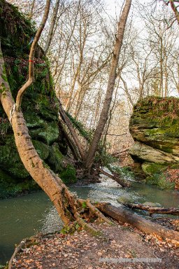 In The Branches, Dunino Den